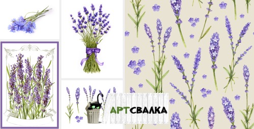 Букеты лаванды. | Bouquets of lavender.